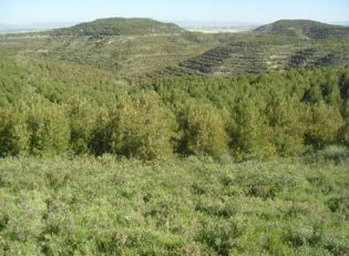 Plantación de Pinus halepensis.(Comunidad Foral de Navarra).