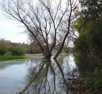 Limpieza de río Gurrea. (Teruel).