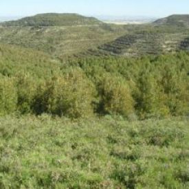 Plantación de Pinus halepensis.(Comunidad Foral de Navarra).